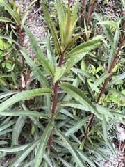 Picris hieracioides morrisonensis