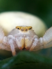Misumena vatia