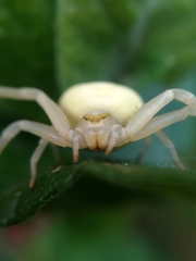 Misumena vatia