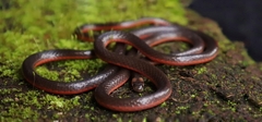 Castoe's Coralsnake photo 4