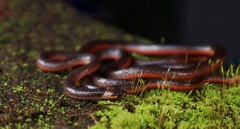Castoe's Coralsnake photo 1