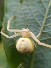 Misumena vatia