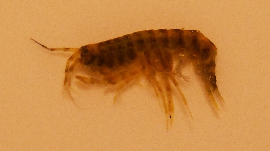Pallaseopsis