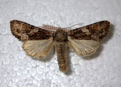 Lacanobia contigua