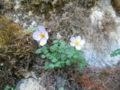 Paraquilegia microphylla