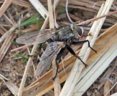 Tachinomyia