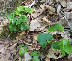Asarum rosei