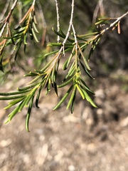Chamelaucium uncinatum