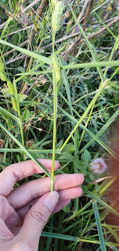 Dactylis glomerata image