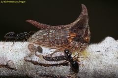 Oxyrhachis