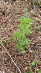Eupatorium capillifolium