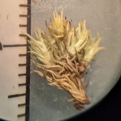 Leucobryum albidum