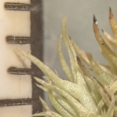 Leucobryum albidum