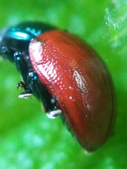 Chrysolina polita