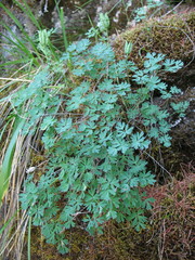 Paraquilegia microphylla