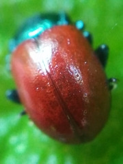 Chrysolina polita