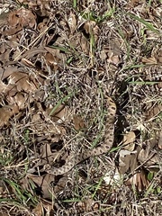 Heterodon