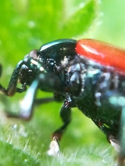 Chrysolina polita