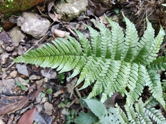 Dryopteris fuscipes