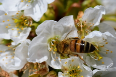 Apis mellifera