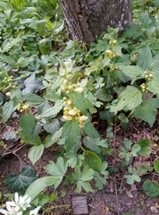 Lamium galeobdolon montanum