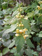 Lamium galeobdolon montanum
