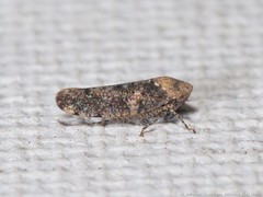 Paraphlepsius collitus