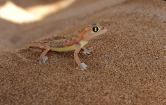 Pachydactylus rangei