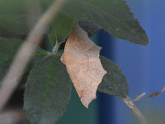 Tetracis cervinaria