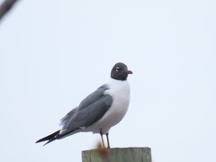 Leucophaeus atricilla