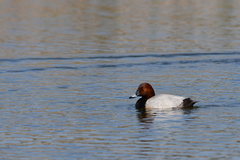 Aythya ferina