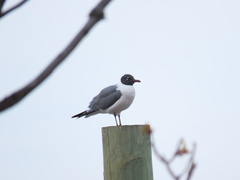 Leucophaeus atricilla