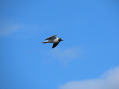 Leucophaeus atricilla