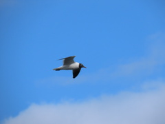 Leucophaeus atricilla