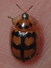 Aspidimorpha areata