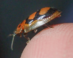 Aspidimorpha areata