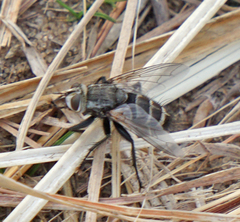 Tachinomyia