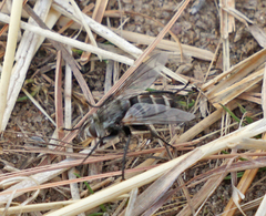 Tachinomyia