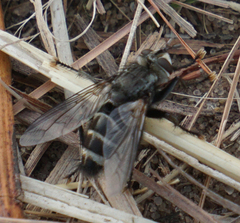 Tachinomyia