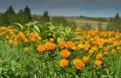 Trollius asiaticus