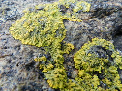 Pannaria pulverulacea