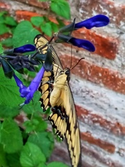 Heraclides thoas