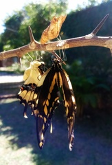 Heraclides thoas