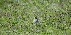 Motacilla alba
