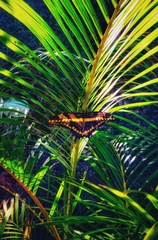 Heraclides thoas