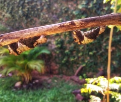 Heraclides thoas