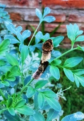 Heraclides thoas