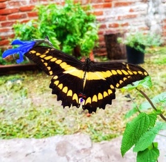 Heraclides thoas