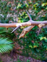 Heraclides thoas