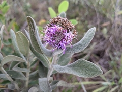 Eremanthus mollis